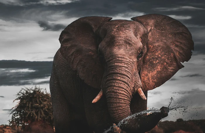 Photo depicting an elephant squirting water from its trunk.